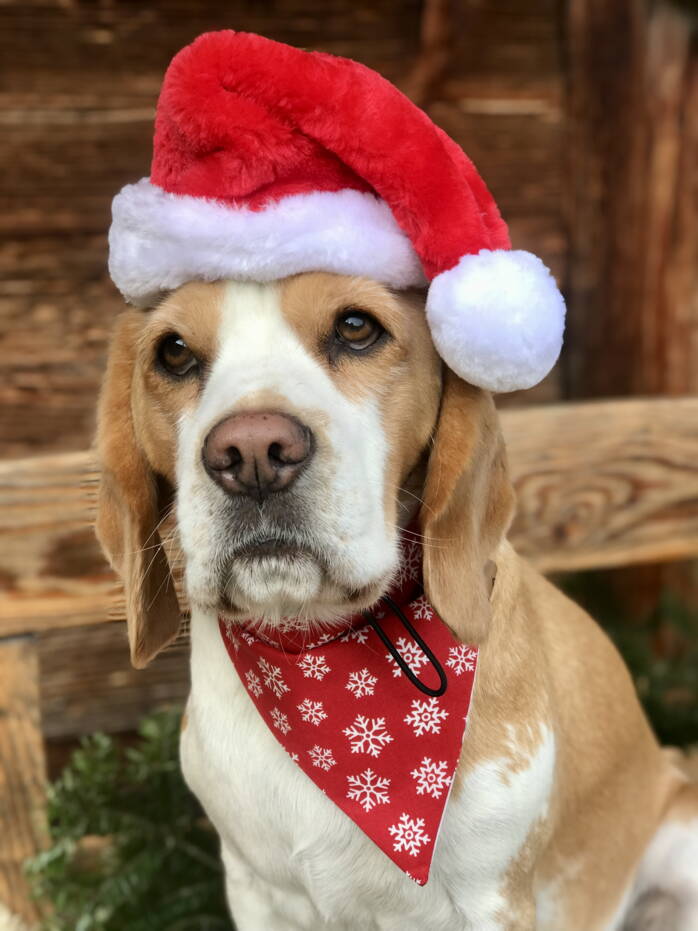 Hundehalstuch WAUNACHTEN Hundehalstuch WAUNACHTEN