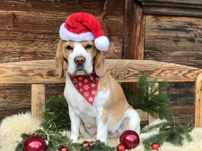 handgefilzte Bälle für Katzen mit Lavendel, Baldrian, Glöckli oder Katenminze Vollgas oder Tiefschlaf, diese kuscheligen, handgefilzten Katzenspielbälle haben es in sich.