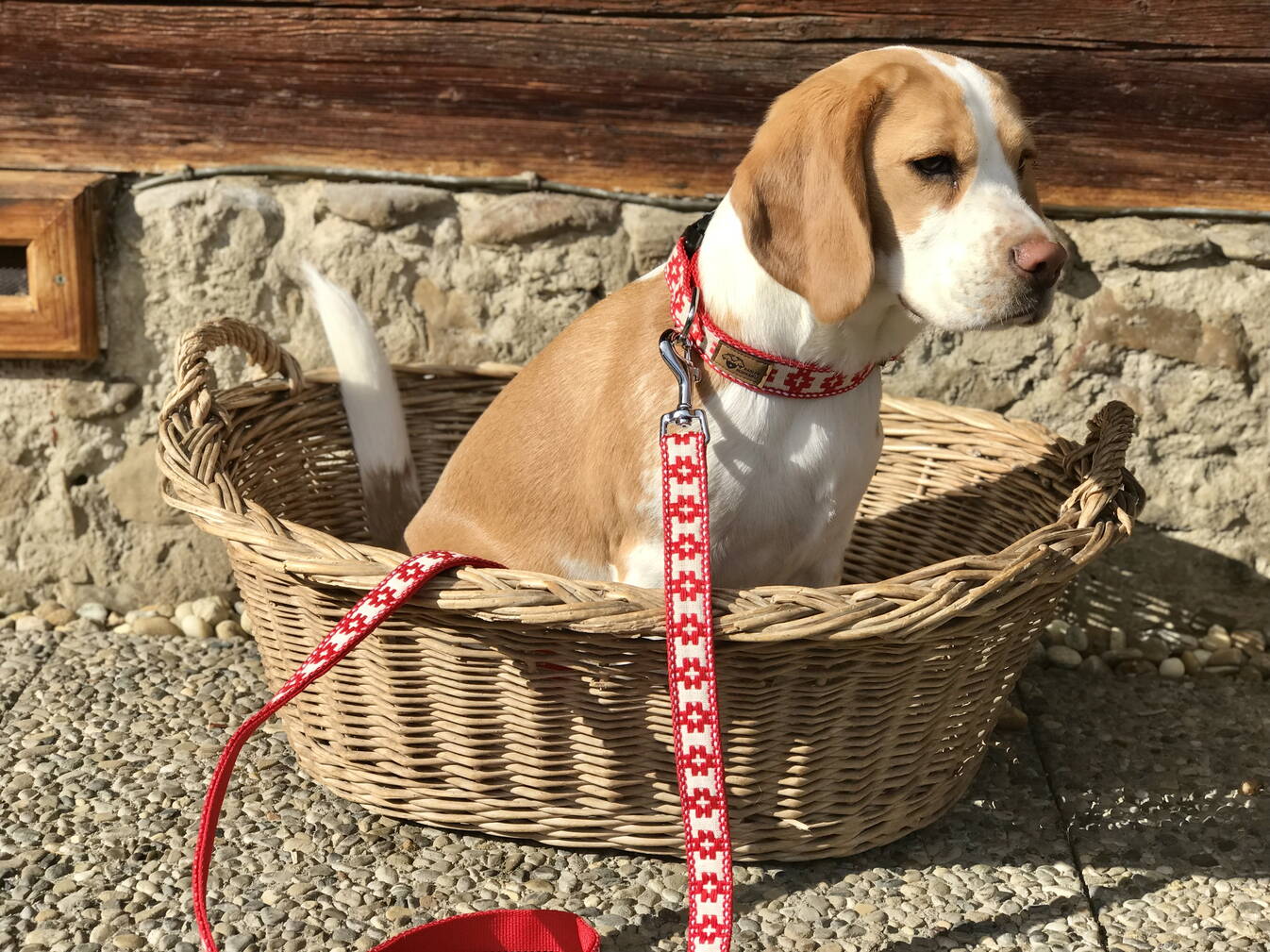 metall halsband fr hunde Glattleder Halsband in dunkelblau/silber fr Dackel und kleine Hunde