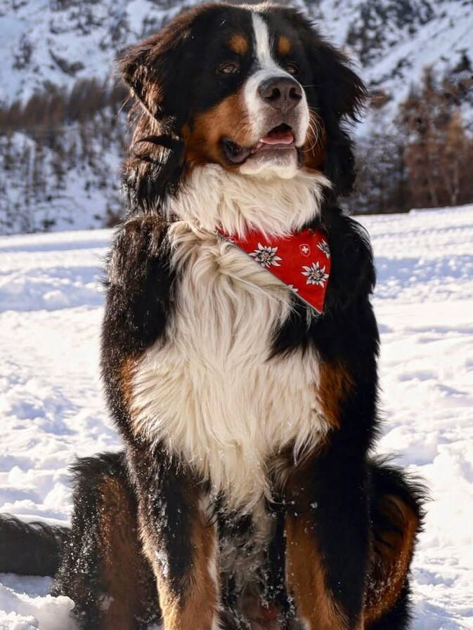 Hundehalstuch Swissness mit Jeans Hundehalstuch Swissness mit Jeans