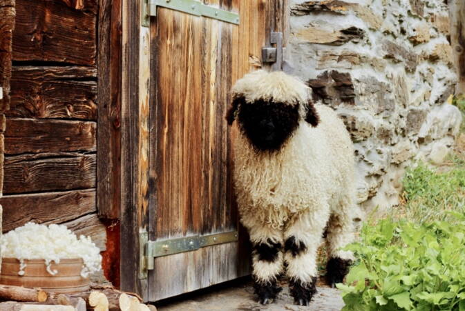 Walliser Schwarznasenschaf Walliser Schwarznasenschaf