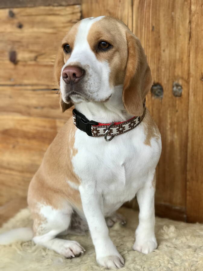 Chrüter Pfötli Hundeseife Chrüter Pfötli Hundeseife
