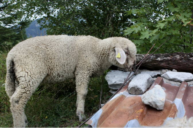 Schweizer Alpenschaf Schweizer Alpenschaf