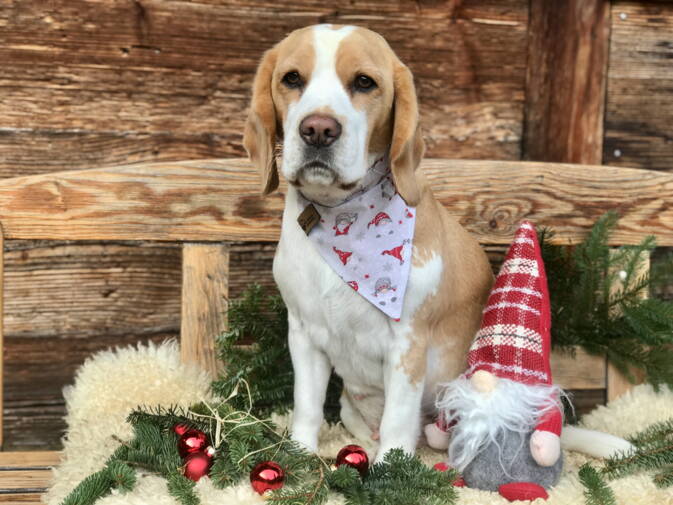 Hundehalstuch WAUNACHTEN