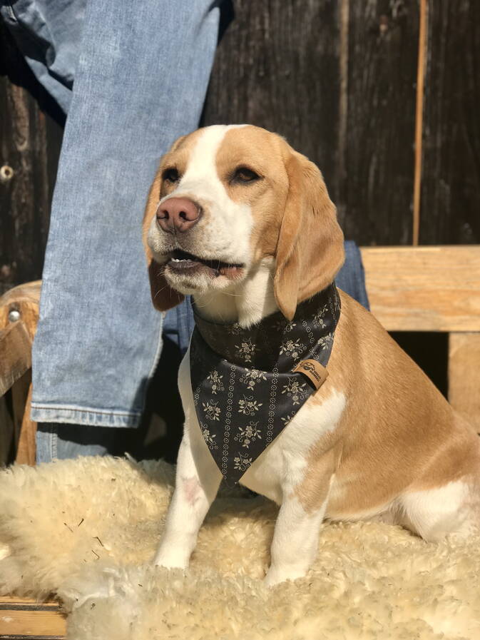 Hundehalstuch Trachtenstoff mit Jeans