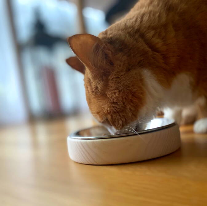 Napf aus Arvenholz für Katzen Napf aus Arvenholz für Katzen