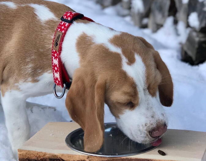 Chrüter Pfötli Hundeseife Chrüter Pfötli Hundeseife