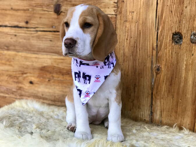 Bandanas für Hunde