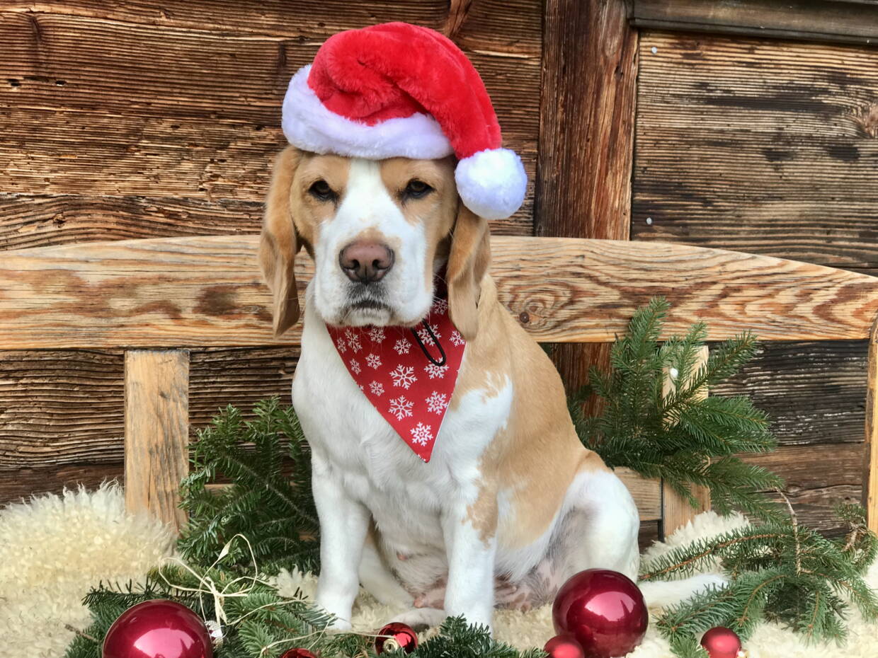 Hundehalstuch WAUNACHTEN Hundehalstuch WAUNACHTEN