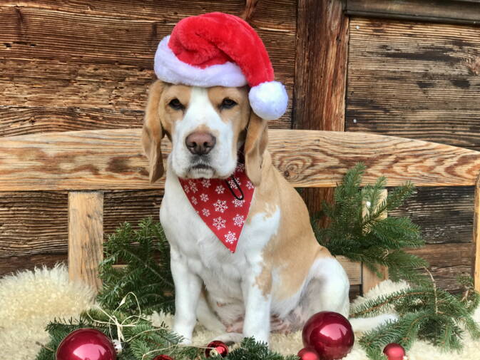 Hundehalstuch WAUNACHTEN