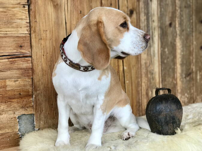 Chrüter Pfötli Hundeseife Chrüter Pfötli Hundeseife