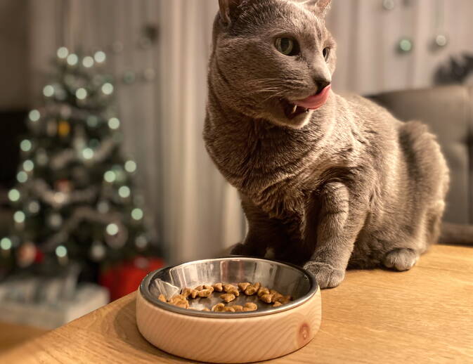 Napf aus Arvenholz für Katzen