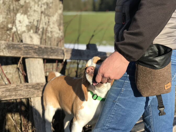 Hunde Gassibegleiter, Spender für Hundekotsäckli 