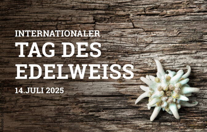 Am 14. Juli ist der internationale Tag des Edelweiss, dem weissen Stern der Schweizer Alpen, der als Symbol für Natur, Berge und alpine Lebensfreude gilt.Das Edelweiss ist in der Schweiz aber mehr als das. Die flauschige Blüte der Berge steht für Heimatliebe, Tradition und Swissness.Es wird oft mit Mut und Ausdauer assoziiert, da es an schwierigen, steilen Orten wächst und früher als Mutprobe galt, es zu pflücken,Da auch wir diese einzigartige Bergblume lieben, das mit ihr verbundene "Schweizgefühl" leben und sie zahlreiche Produkte von uns schmückt, haben wir zu ihrem Ehrentag hier unsere kleine Edelweiss-Sammlung für Sie - auf einen Blick - zusammengestellt.