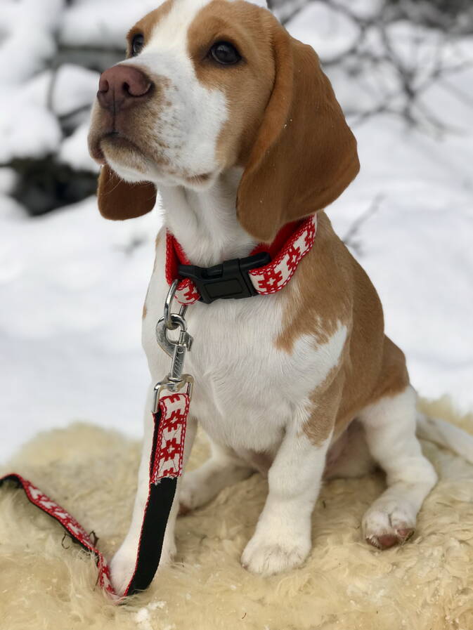 Chrüter Pfötli Hundeseife