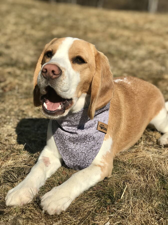 Hundehalstuch Trachtenstoff mit Jeans