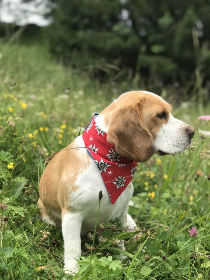 Hundehalstuch Swissness mit Jeans