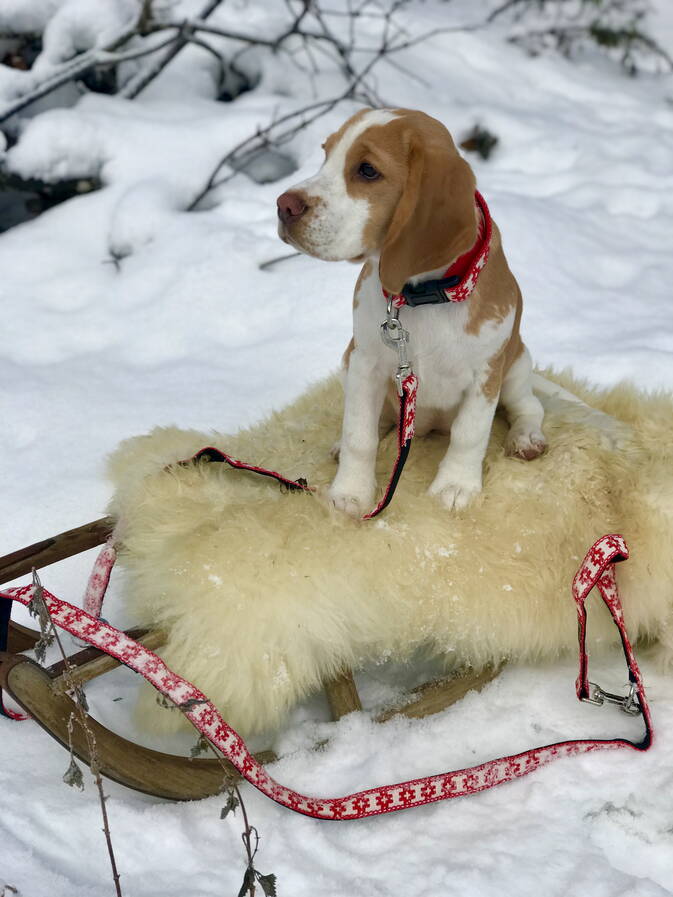 Chrüter Pfötli Hundeseife